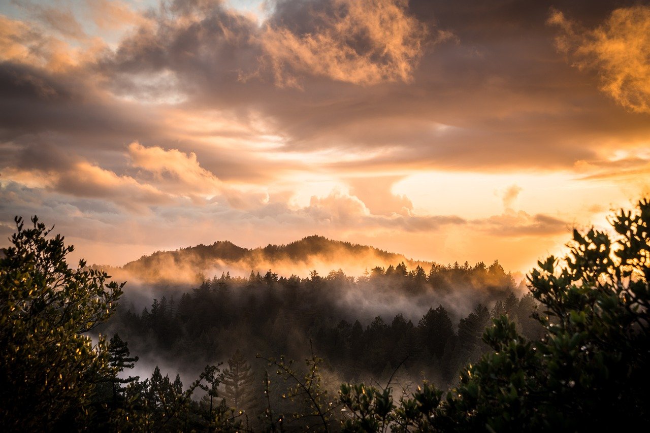 mountains, forest, sunset, fog, mist, landscape, mountain range, golden hour, dramatic, dramatic sky, sky, clouds, cloudy, dusk, wilderness, nature, environment, scenery, big basin redwood state park, landscape photography, mountains, forest, forest, landscape, landscape, golden hour, golden hour, golden hour, dramatic sky, dramatic sky, sky, sky, wilderness, nature, environment, environment, environment, environment, environment, scenery, landscape photography, landscape photography, landscape photography