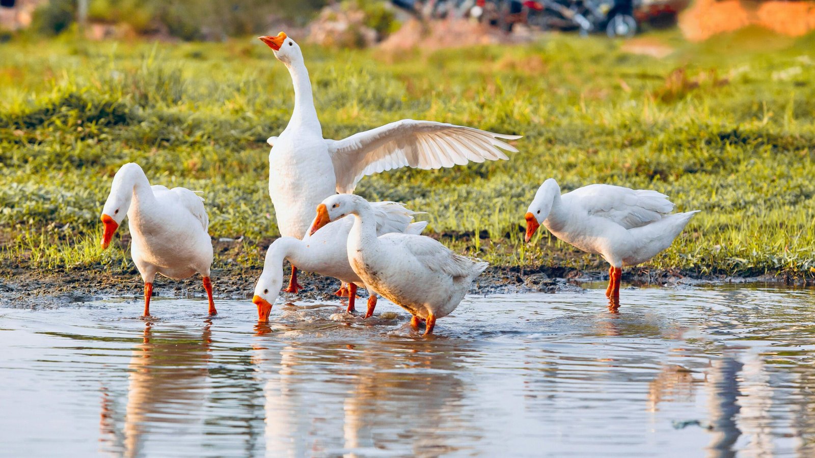 A group of white geese enjoying a sunny day by a pond in Kon Tum, Vietnam.