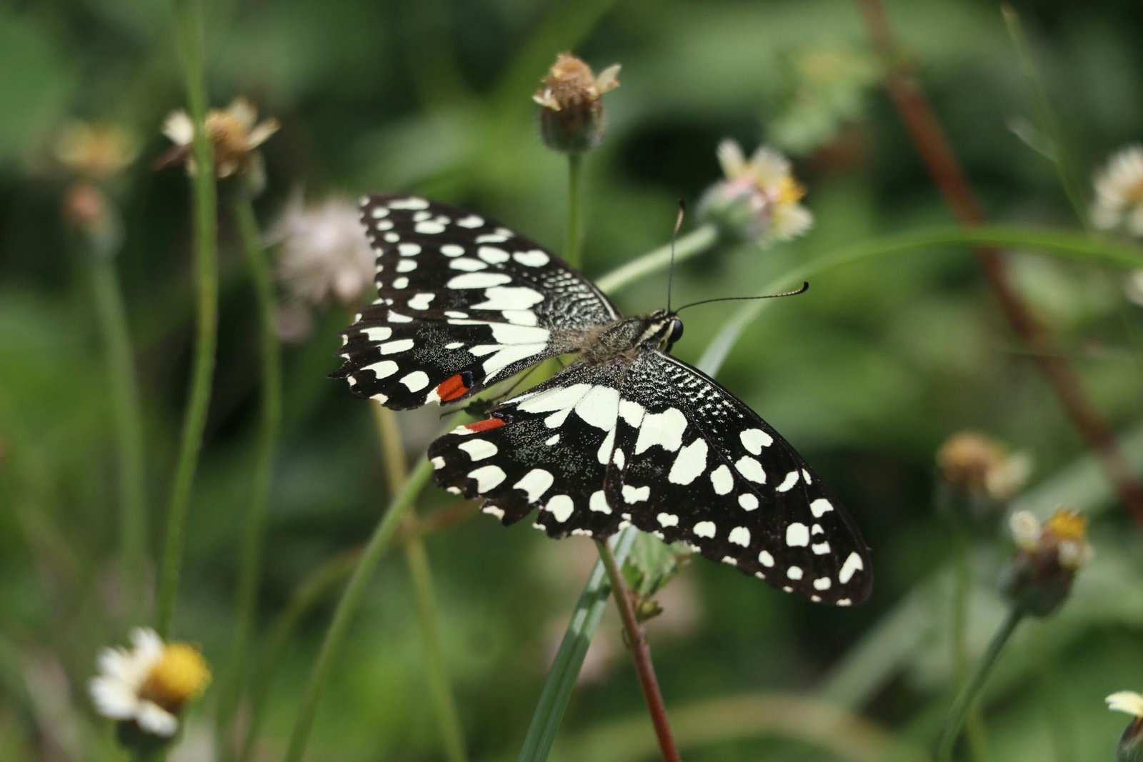 Close-up of a lime butterfly perched on vibrant wildflowers in a natural setting.