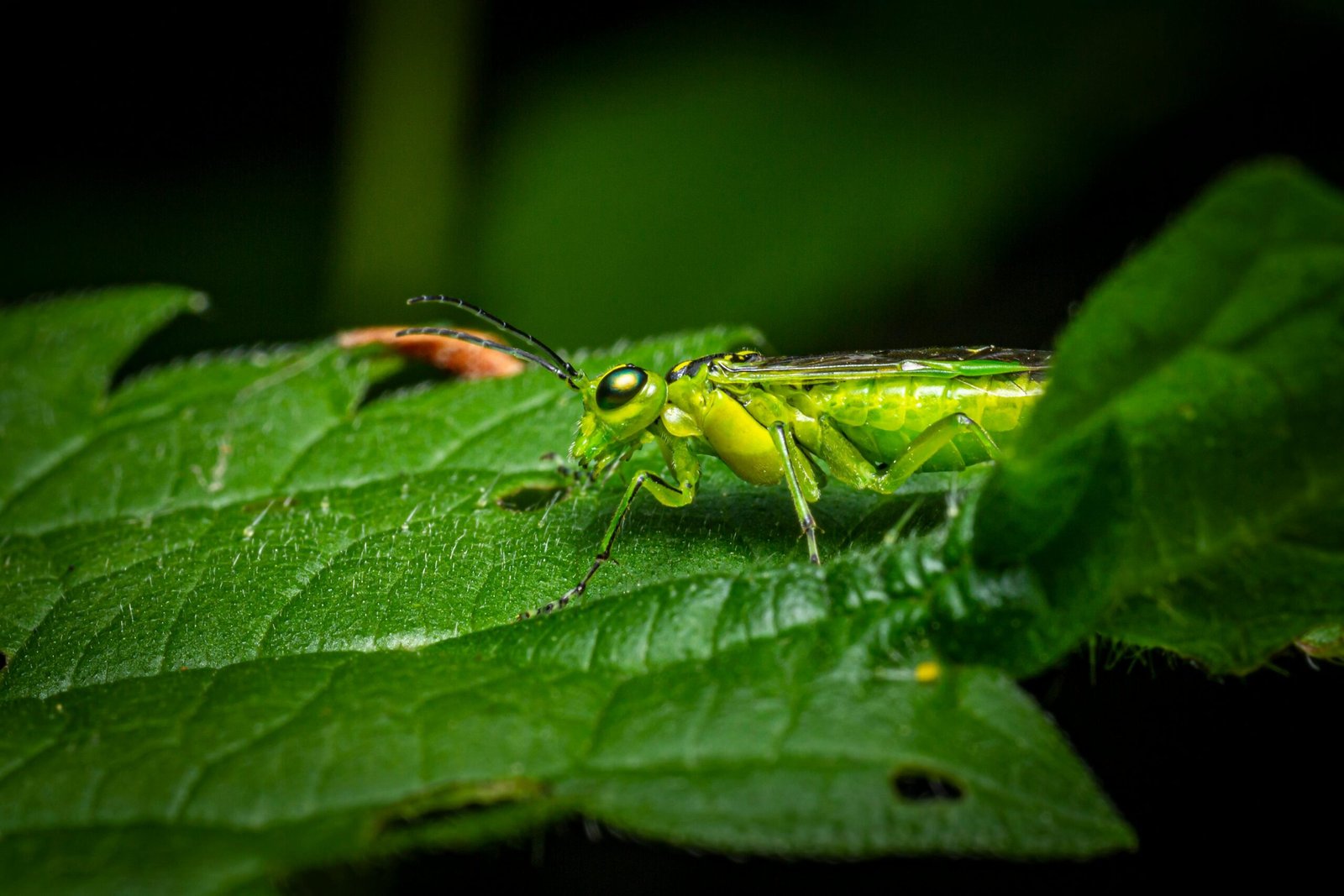 Close-up macro shot of a green sawfly perched on a vibrant green leaf, showcasing intricate details of the insect.