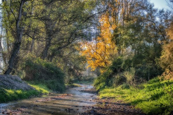 brook, forest, landscape, trees, nature, forestry, scenic, green, dog runs, granada, brook, brook, brook, brook, brook, forestry, forestry, forestry, granada